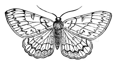 butterfly vintage illustration