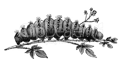 caterpillar vintage illustration