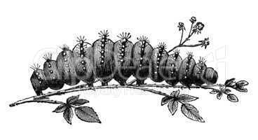 caterpillar vintage illustration