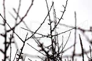 leafless branches nature abstract