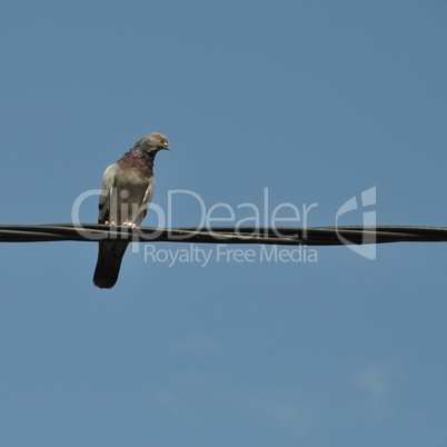 pigeon bird on a wire