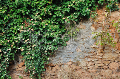 ivy plant on grungy stone wall