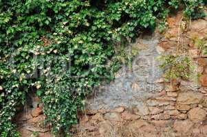 ivy plant on grungy stone wall