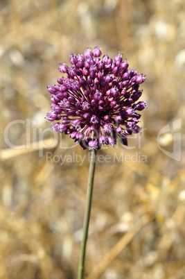 purple allium plant