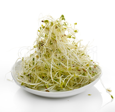 Fresh Alfalfa Sprouts