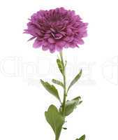 Purple Chrysathemum