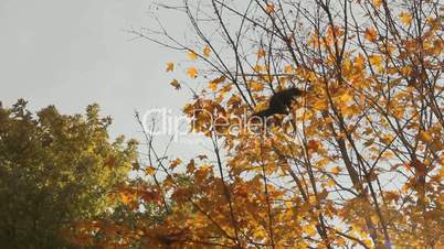 Squirrel jumping from branch to branch