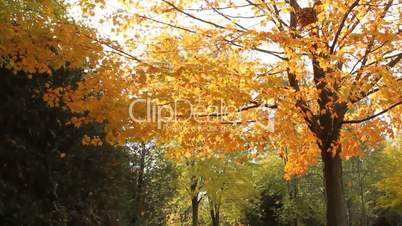 Leaves falling from a tree