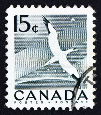 Postage stamp Canada 1954 Gannet, Bird