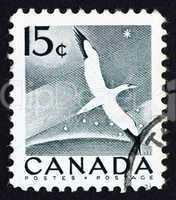 Postage stamp Canada 1954 Gannet, Bird