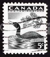 Postage stamp Canada 1957 Loon, Bird