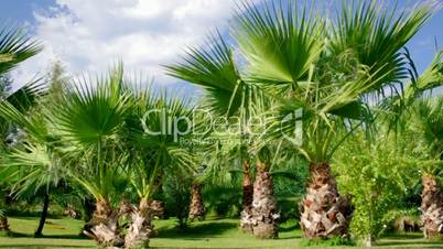 Beauty palm-trees in Antalya,