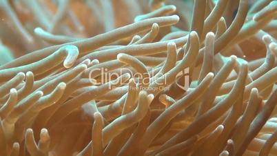 Seeanemonen (Actiniaria)