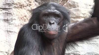Zwergschimpanse (Pan paniscus)