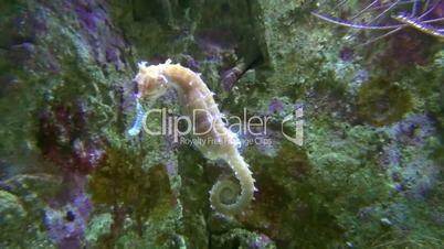 Seepferdchen (Hippocampus spec.)