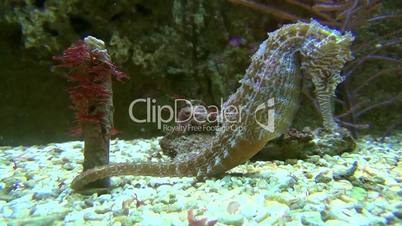 Seepferdchen (Hippocampus spec.)