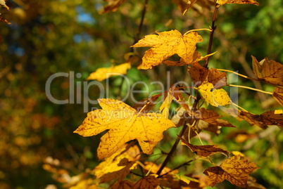 Ahornblätter im Herbst