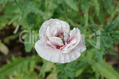 Common poppy, Latin Papaver Rhoeas