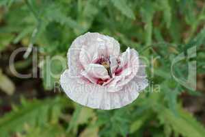Common poppy, Latin Papaver Rhoeas