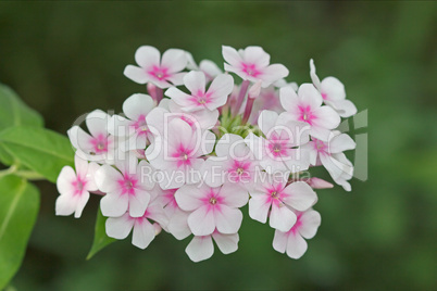 Flowers phlox, Latin Phlox paniculata