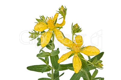 Flowers of Hypericum (Latin Hypericum)