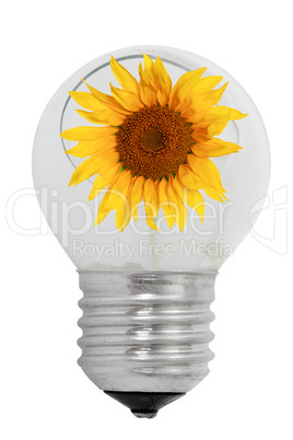 Shattered light bulb and sunflower