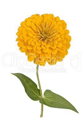 Flower of zinnia (Lat. Zinnia)