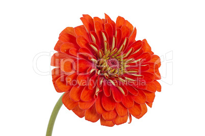 Flower of zinnia (Lat. Zinnia)