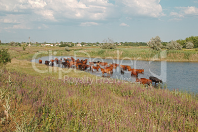 Cows in the river