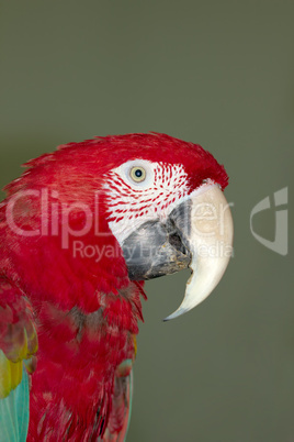 Parrot, Lat. Ara chloroptera