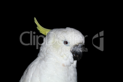 Parrot, Lat. Cacatua galerita triton, isolated on a black backgr