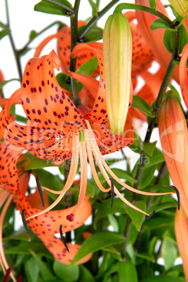 Tiger Lily, Lat. Lilium lancifoliu