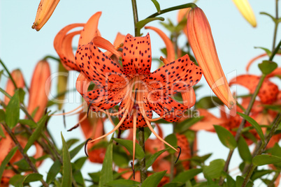 Tiger Lily, Lat. Lilium lancifoliu