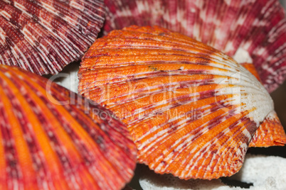 Royal scallop shell