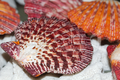 Royal scallop shell