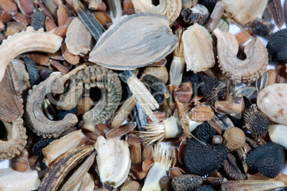 Flower seeds Flower seeds