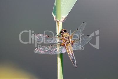 Dragonfly is sitting on reeds