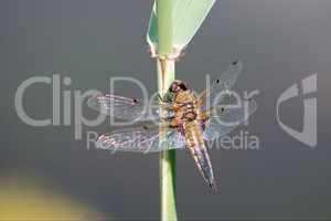 Dragonfly is sitting on reeds