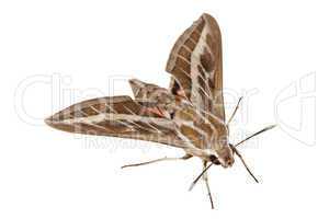 Bedstraw Hawk-Moth or Gallium Sphinx (Lat. Hyles gallii) isolate