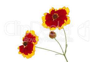 Flowers of coreopsis (Lat. Coreopsis drummondii)