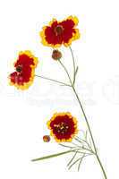 Flowers of coreopsis (Lat. Coreopsis drummondii)