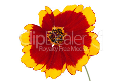 Flower of coreopsis (Lat. Coreopsis drummondii)