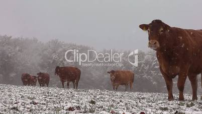 Limousin-Rinder im Schnee