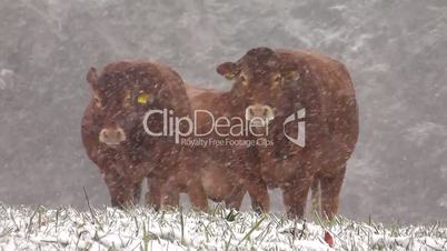 Limousin-Rinder im Schnee