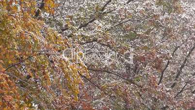 Herbstwald mit Neuschnee