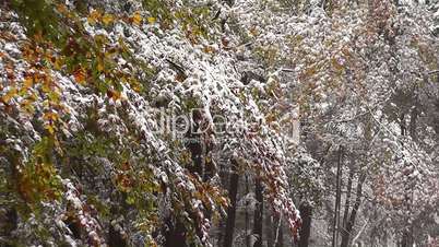 Herbstwald mit Neuschnee