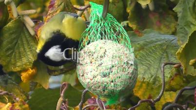 Kohlmeise (Parus major)