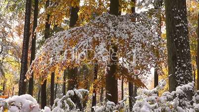 Herbstwald mit Schnee