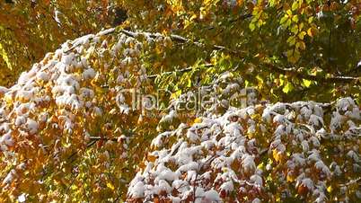 Herbstwald mit Schnee