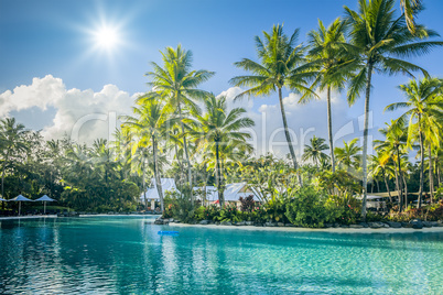 palm tree and pool